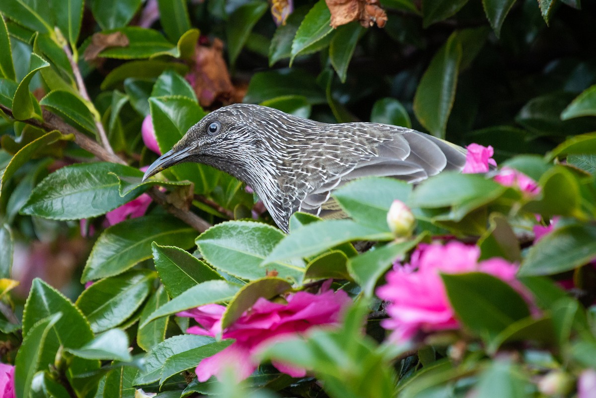 Little Wattlebird - ML103000081