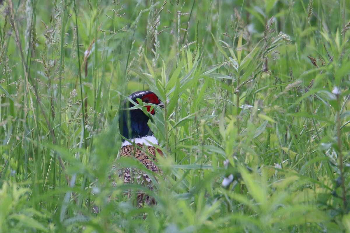 Ring-necked Pheasant - ML103000301