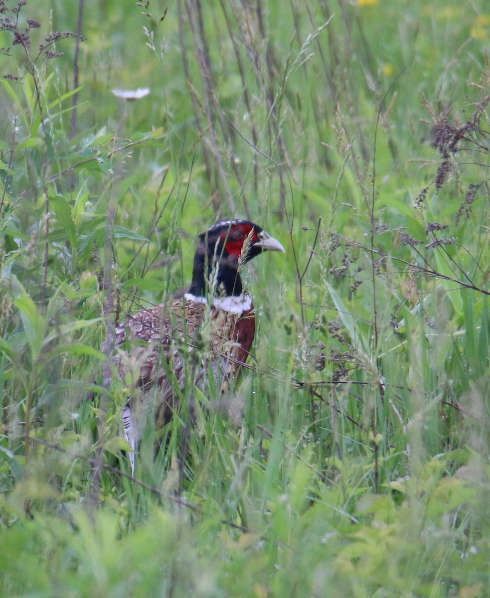 Ring-necked Pheasant - Gustino Lanese