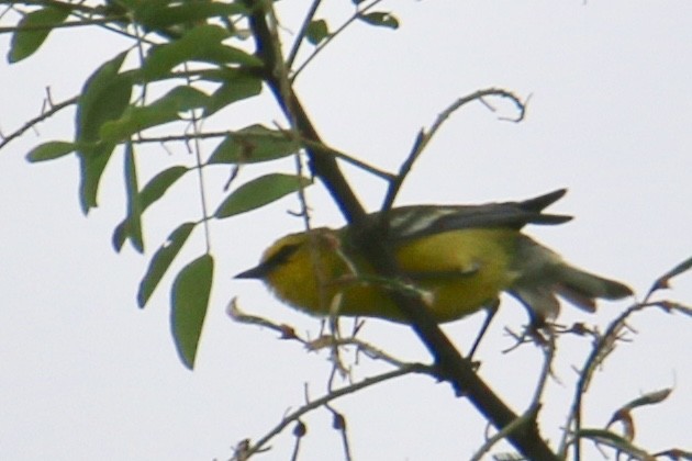 Blue-winged Warbler - Gustino Lanese