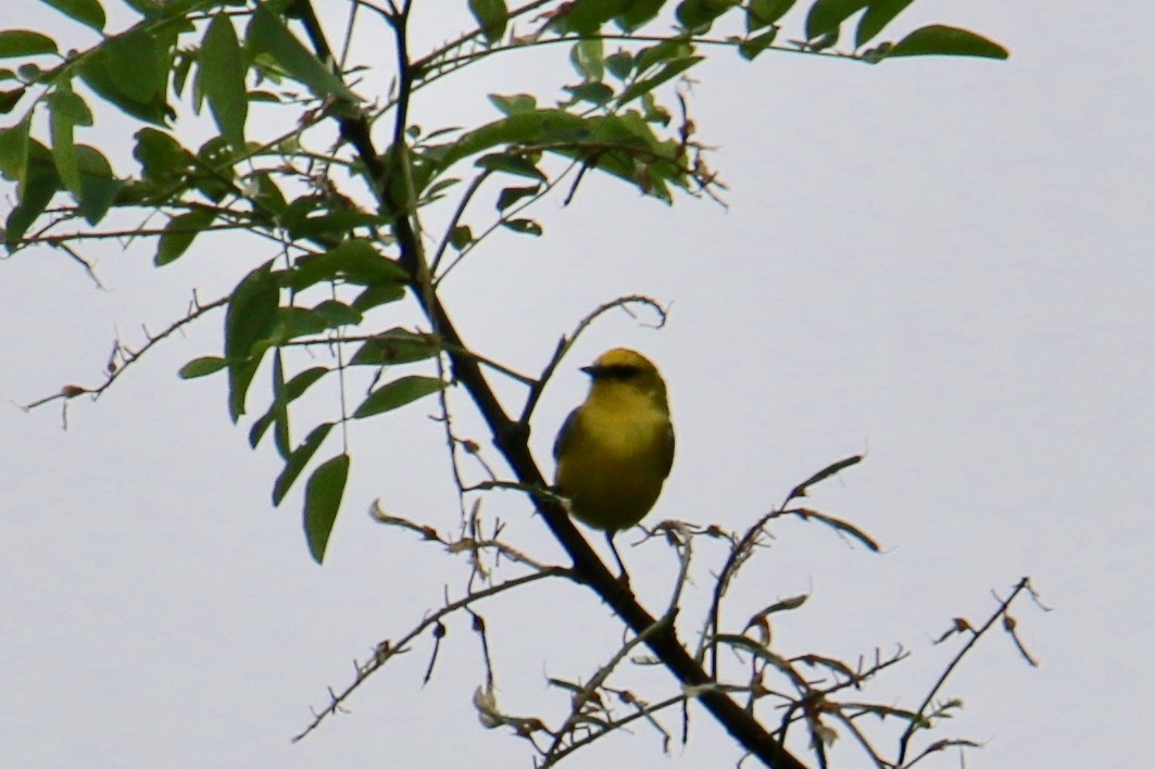 Blue-winged Warbler - Gustino Lanese