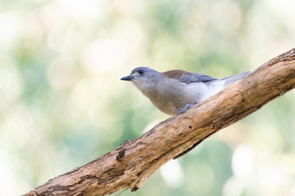 Gray Shrikethrush - ML103001831