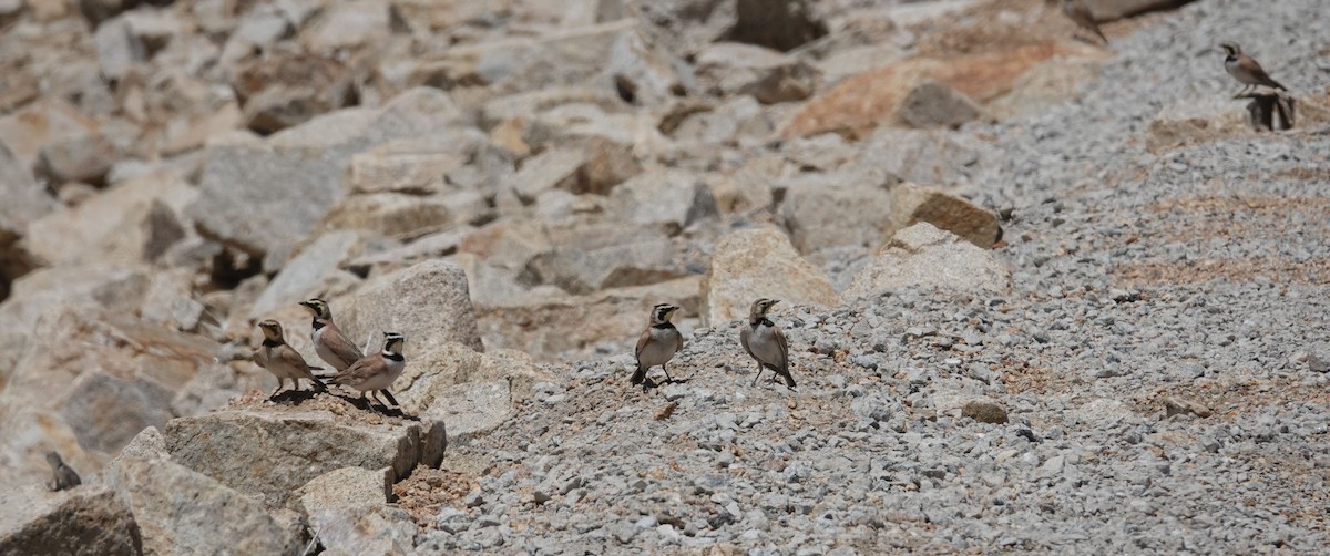 Horned Lark - ML103001961