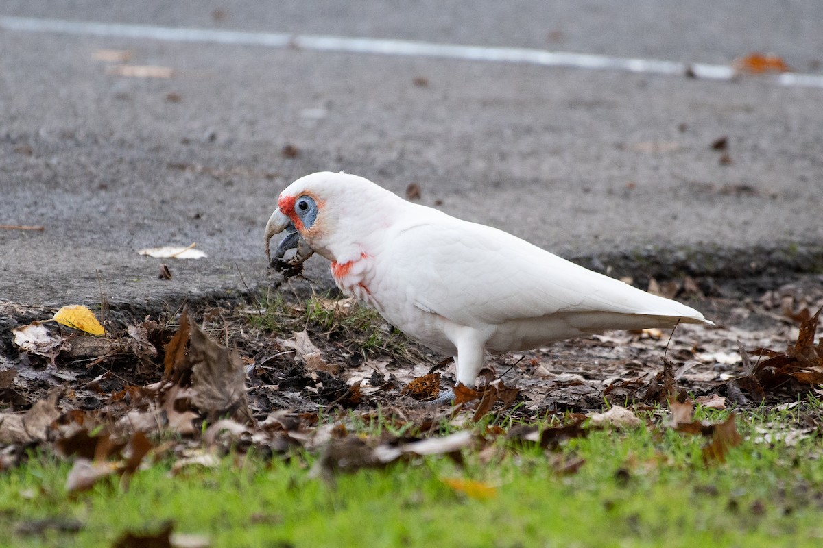 Long-billed Corella - ML103002391