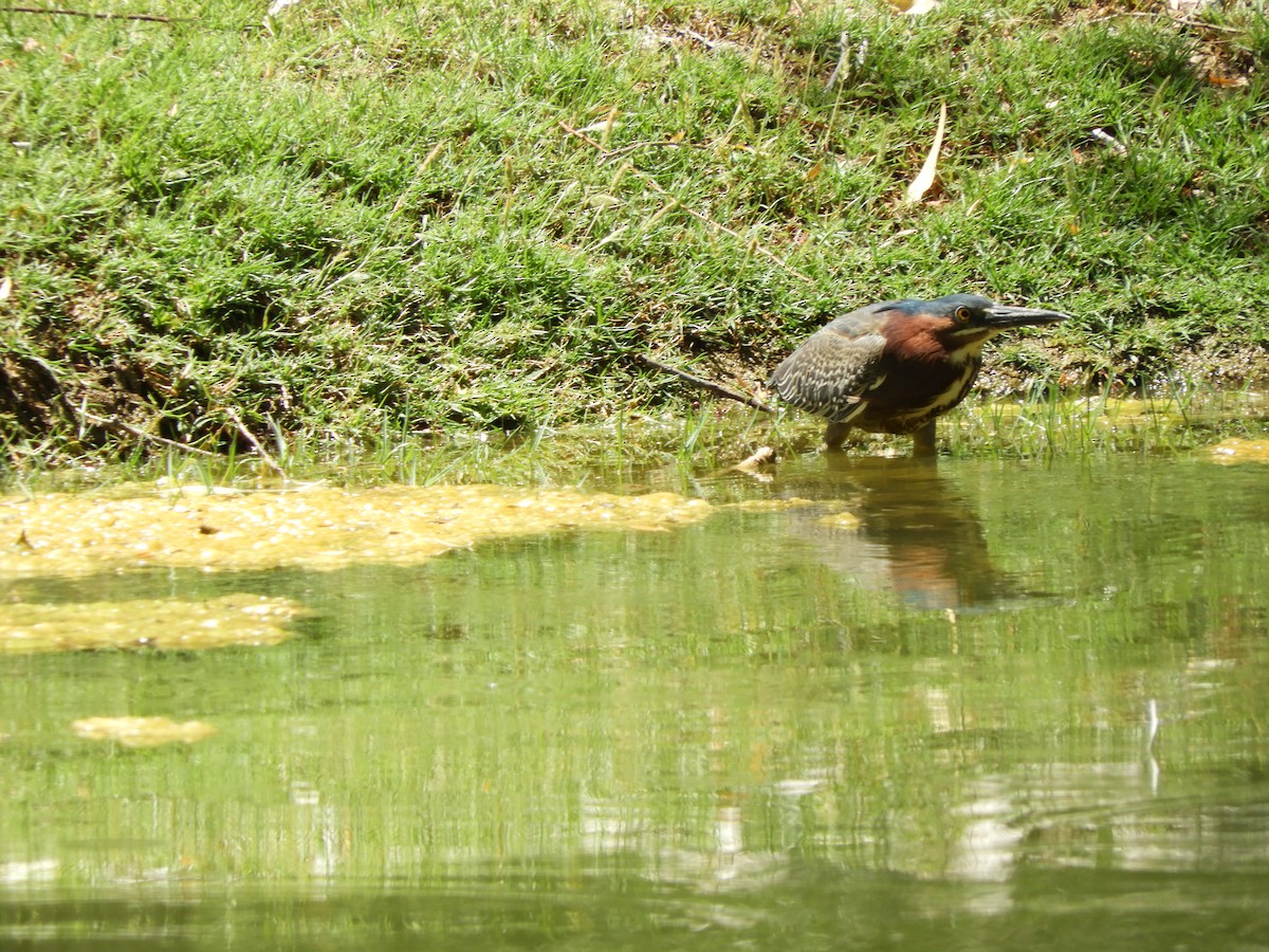 Green Heron - Becky Kitto