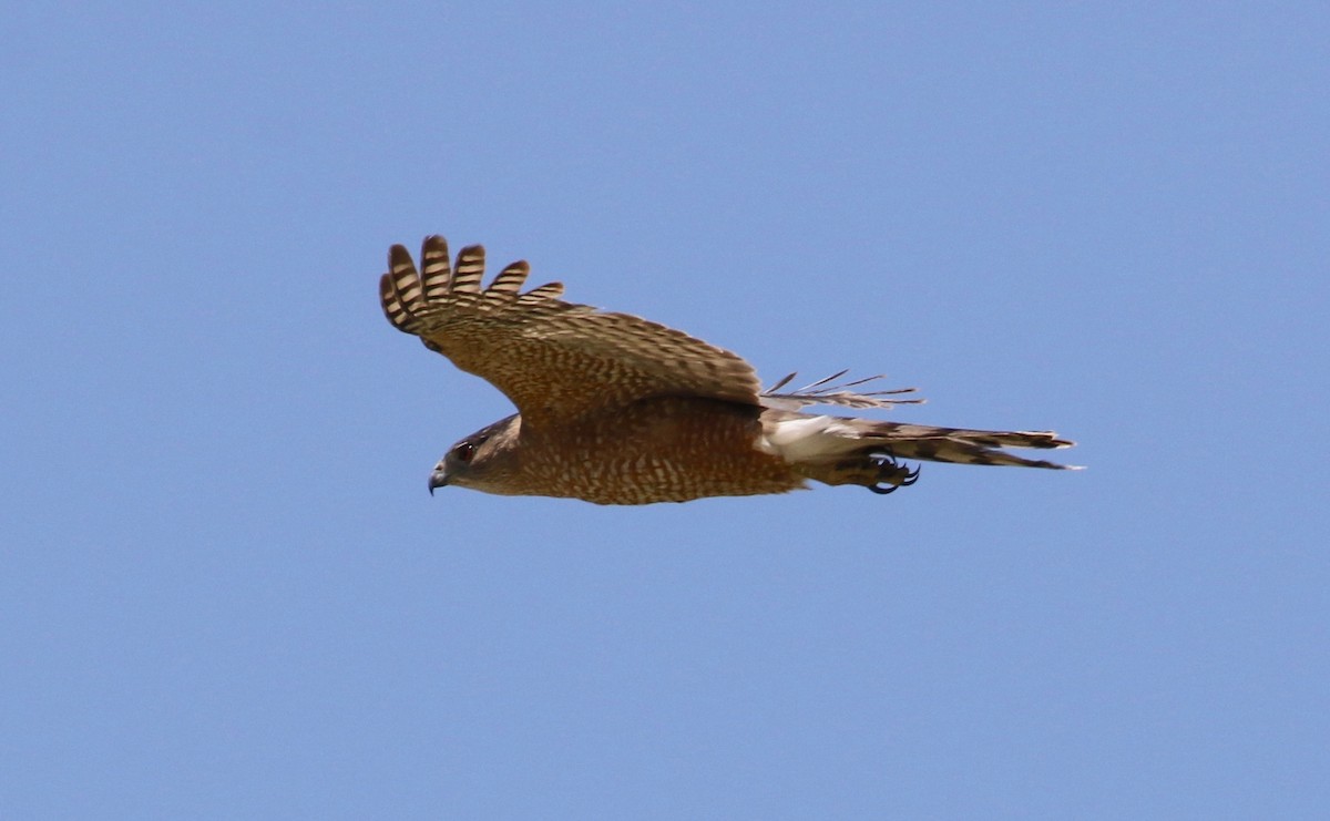 Cooper's Hawk - Laurens Halsey