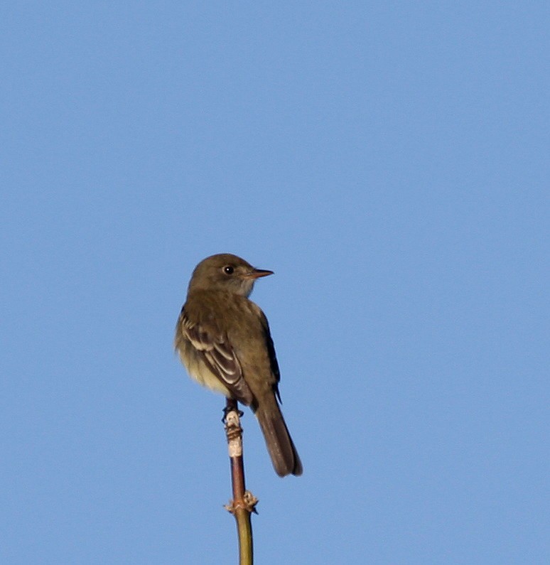 Alder Flycatcher - ML103007851