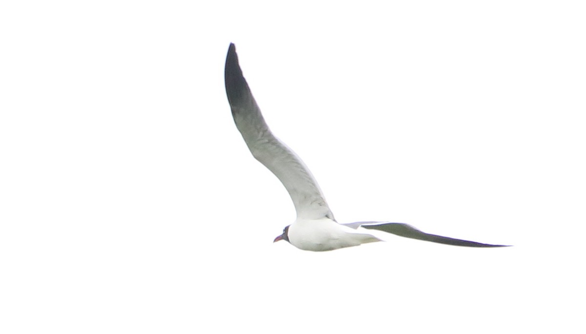 Mouette atricille - ML103009601