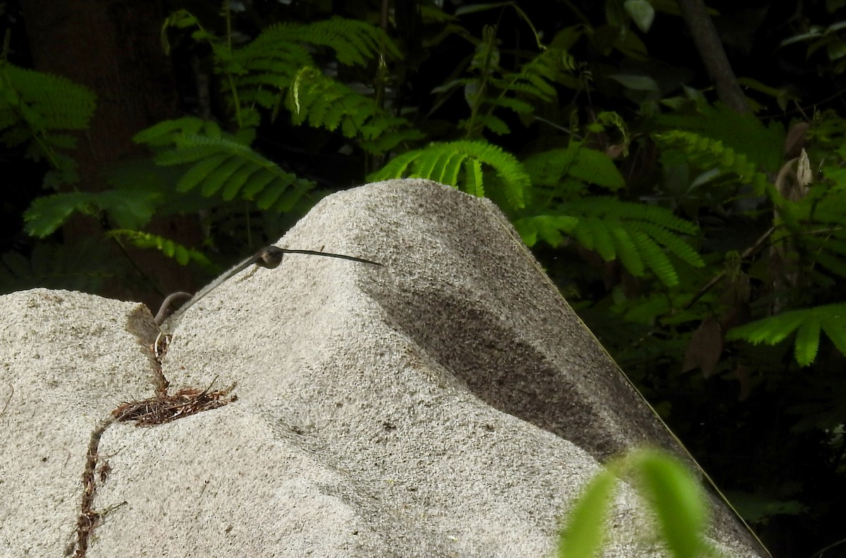 Seychelles Swiftlet - ML103009831