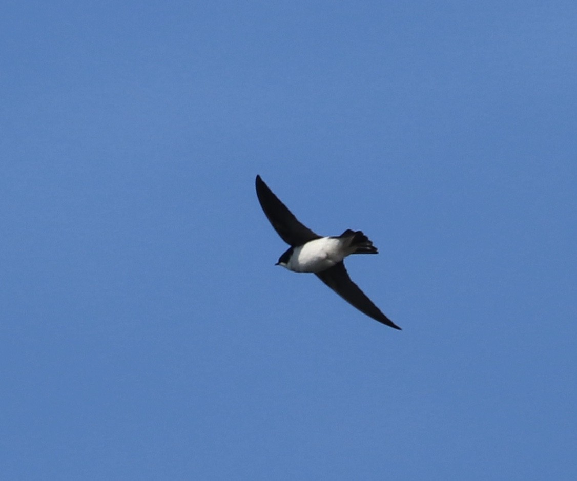 Tree Swallow - Elizabeth Curley