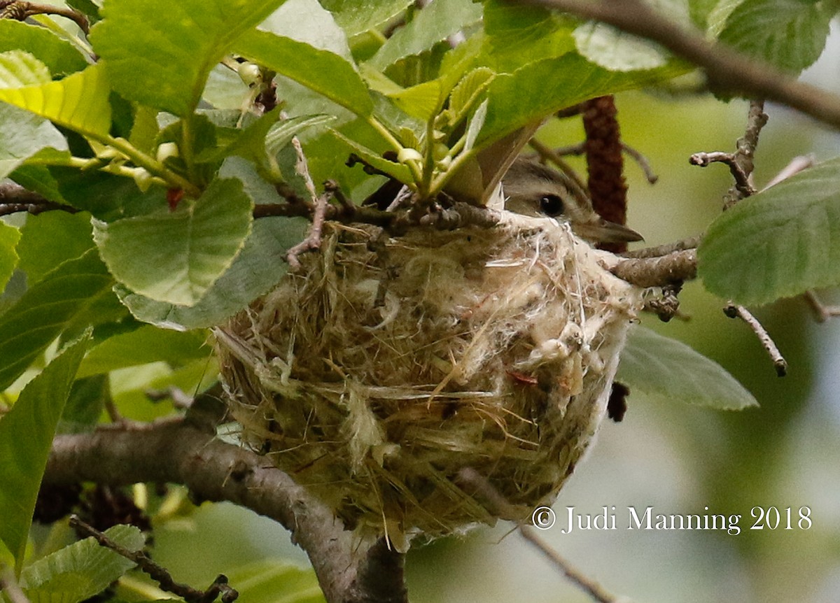 Warbling Vireo - Carl & Judi Manning