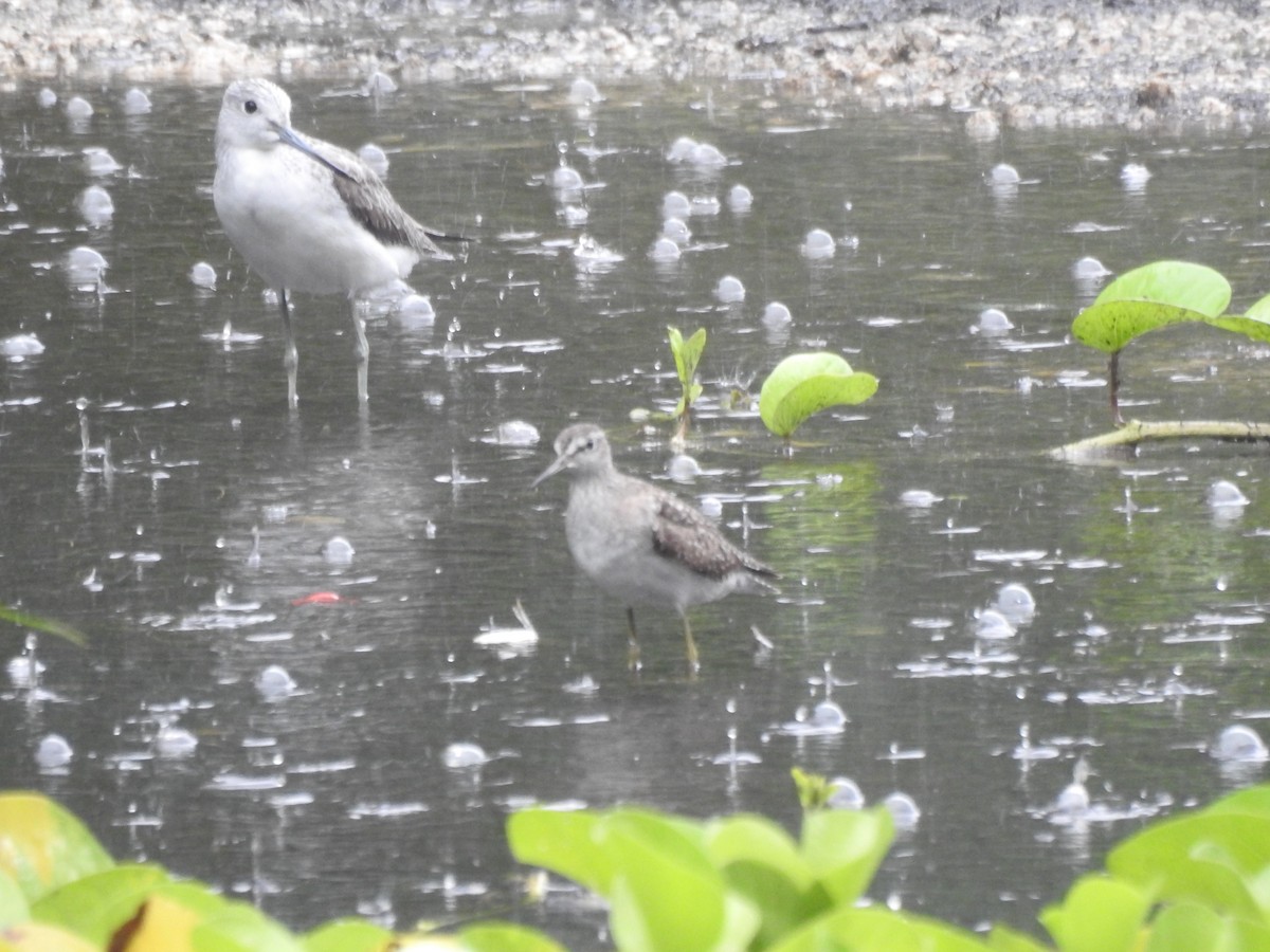 Wood Sandpiper - ML103012451