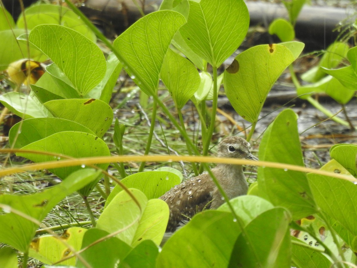 Wood Sandpiper - ML103012461