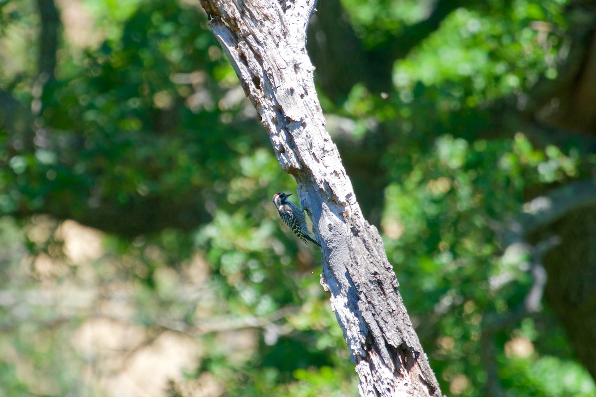 Nuttall's Woodpecker - ML103012511