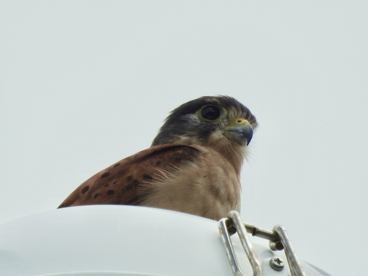 Seychelles Kestrel - Tammy Knuth