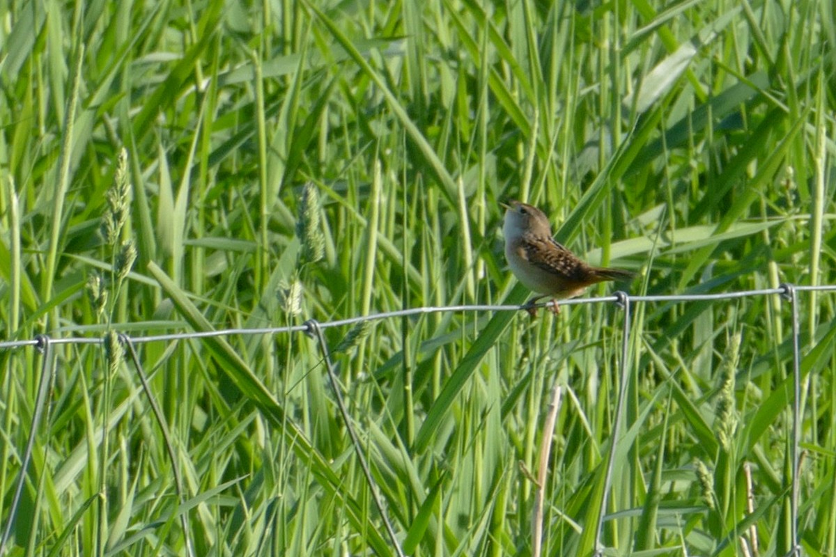 Sedge Wren - ML103013861