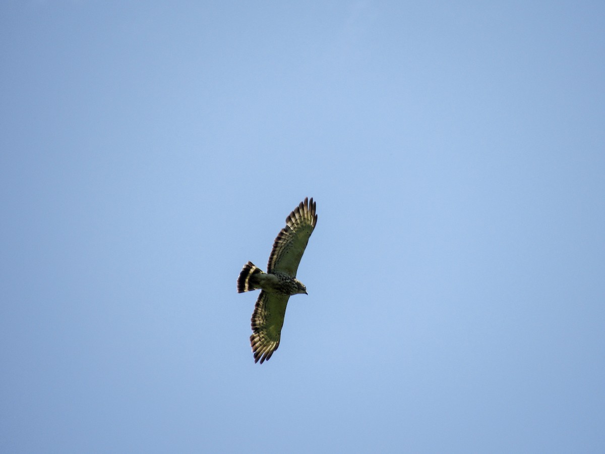 Broad-winged Hawk - Tory Pegg