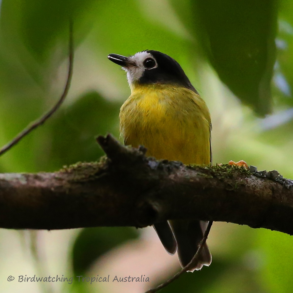 White-faced Robin - Doug Herrington || Birdwatching Tropical Australia Tours