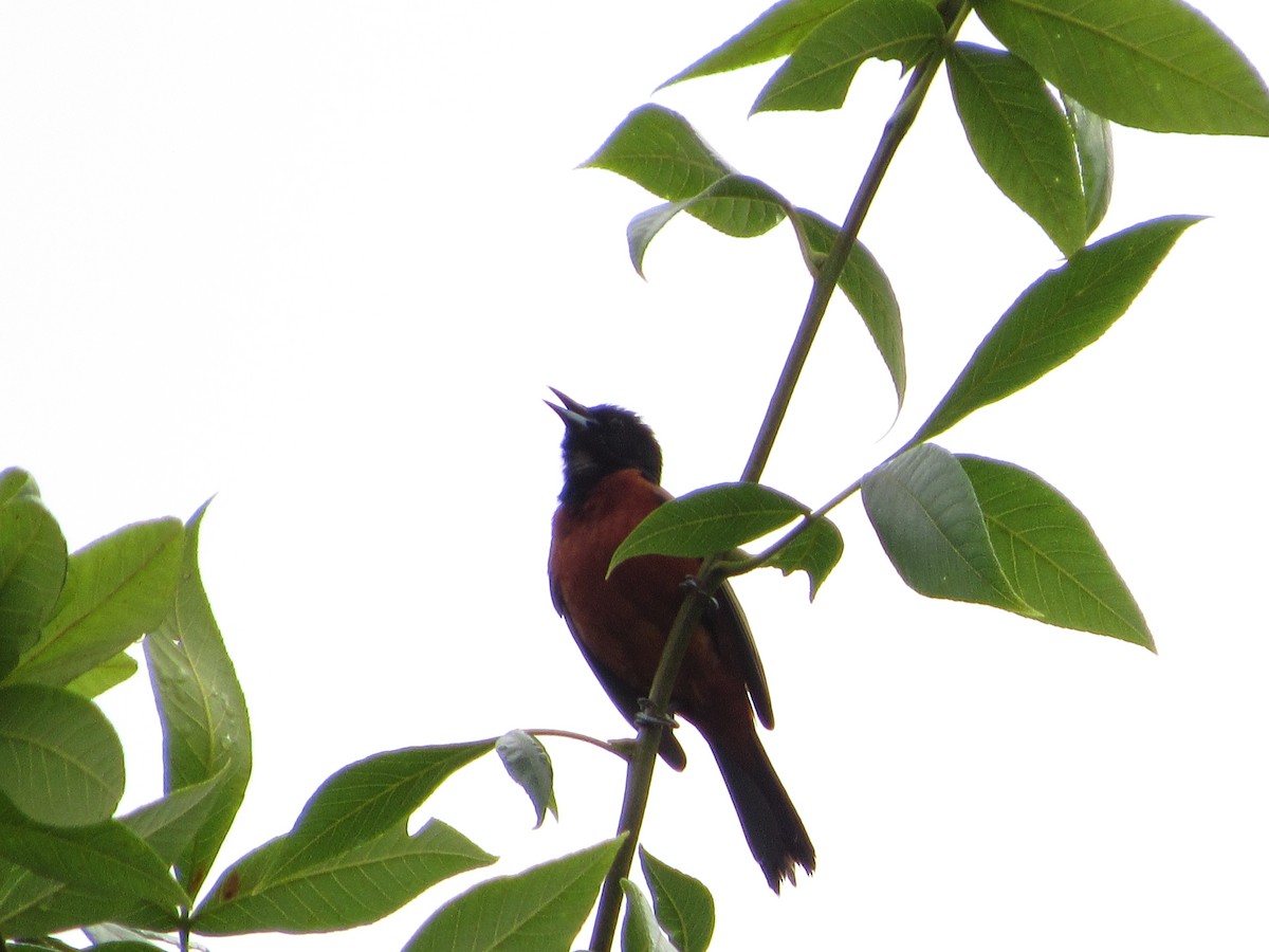 Orchard Oriole - ML103014681