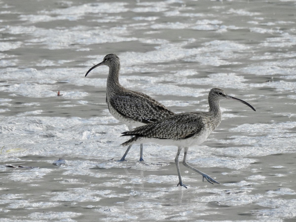 Regenbrachvogel - ML103014821