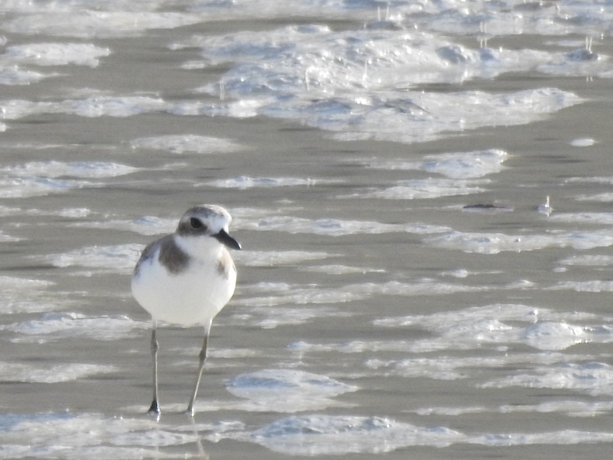 Greater Sand-Plover - ML103015311