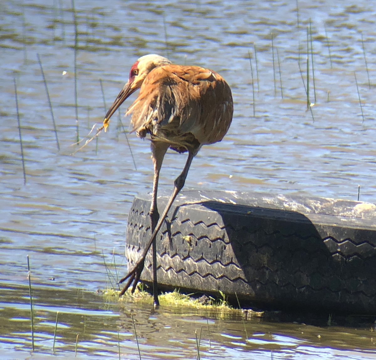 Sandhill Crane - ML103015331