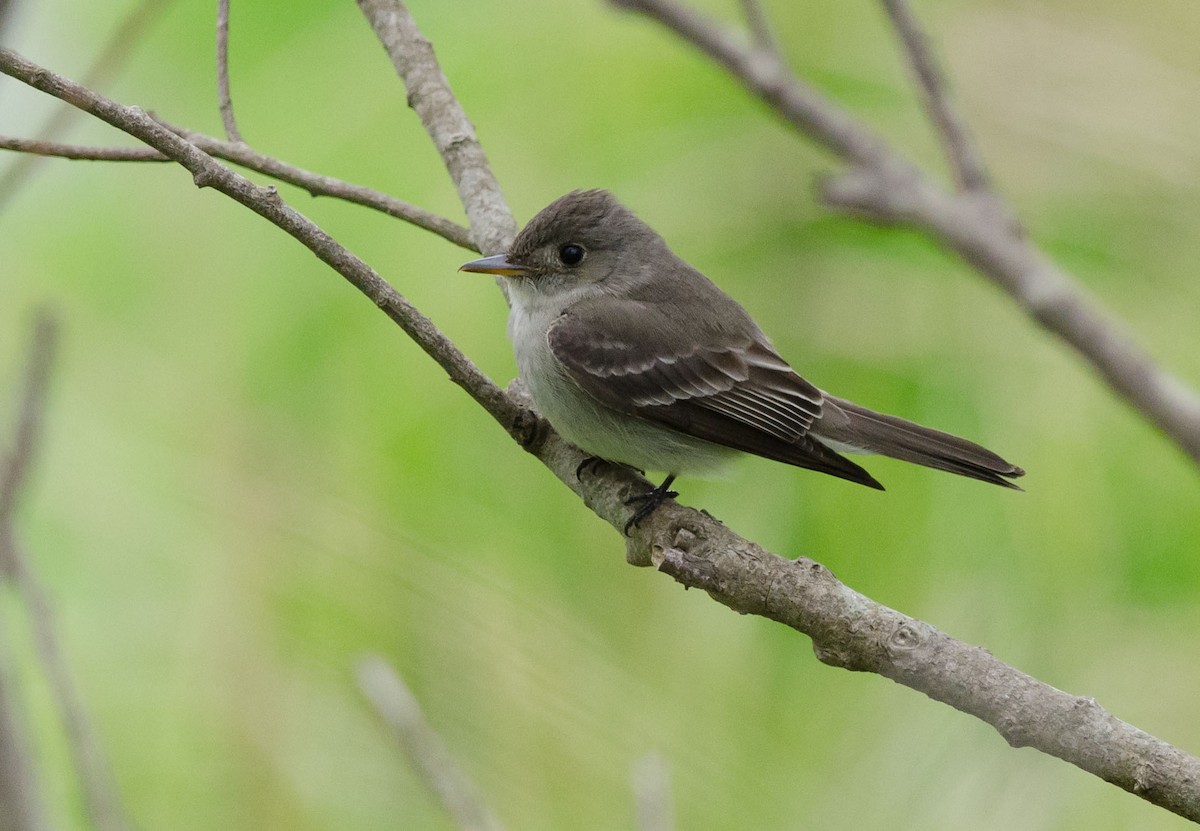 Eastern Wood-Pewee - ML103016061