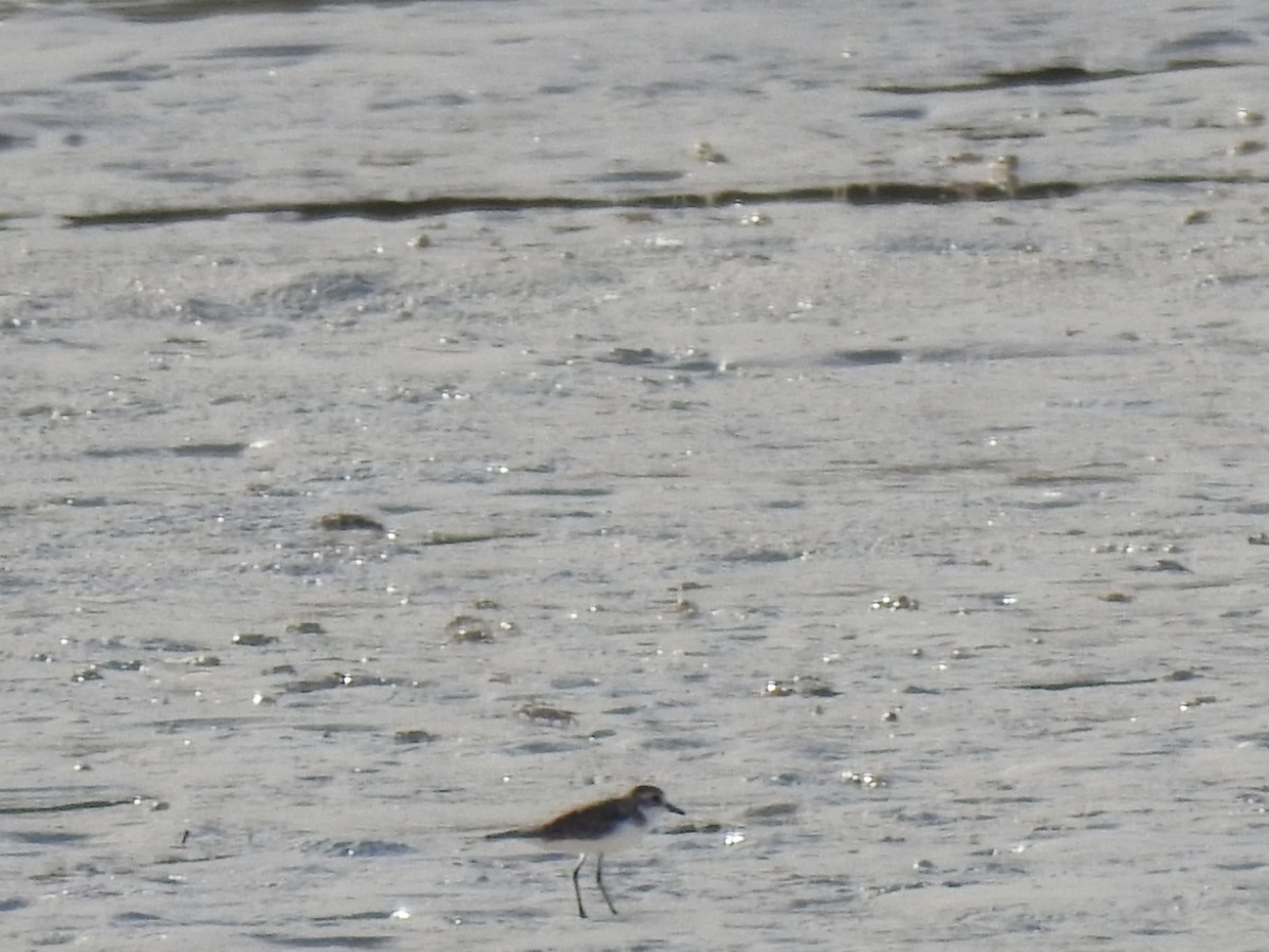 Tibetan Sand-Plover - ML103016101