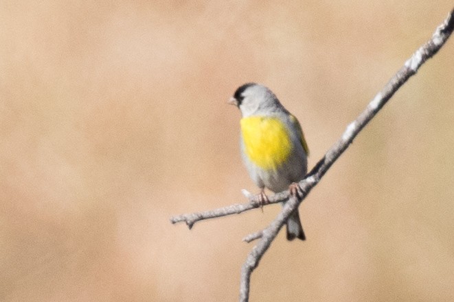 Lawrence's Goldfinch - Garrett Lau