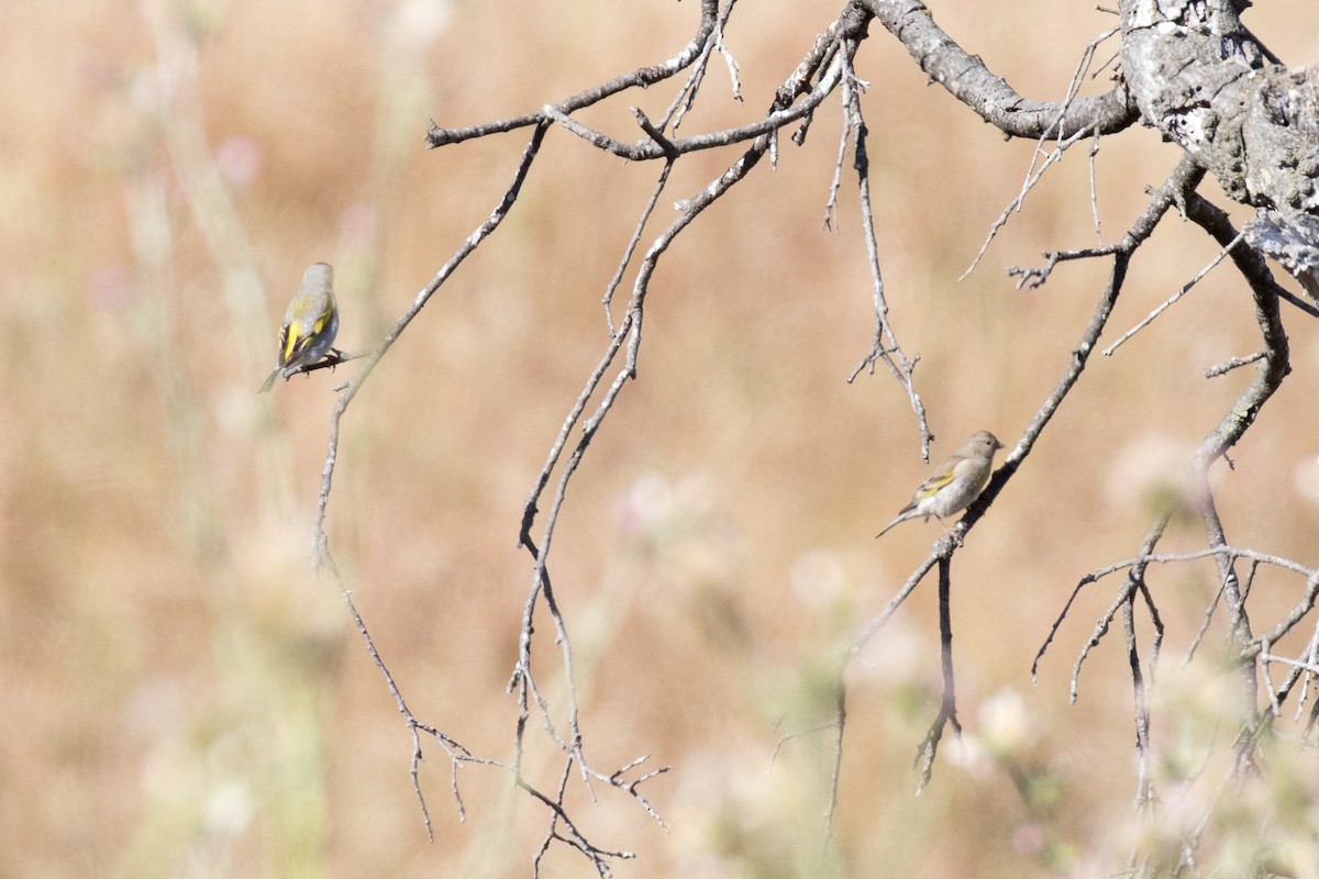 Lawrence's Goldfinch - ML103017011