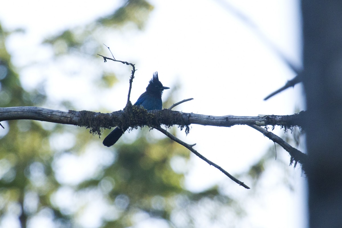 Steller's Jay - ML103017841