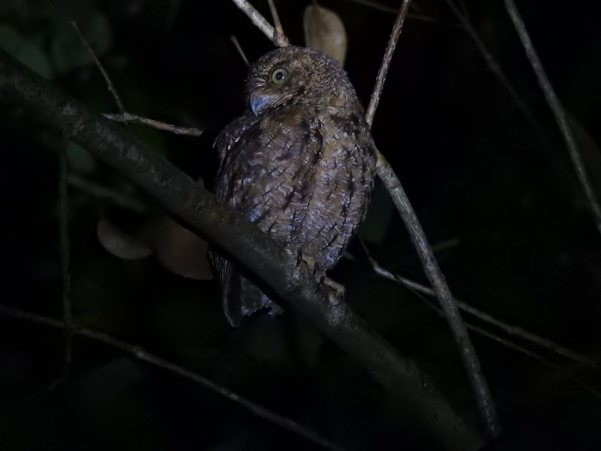 Seychelles Scops-Owl - ML103017961