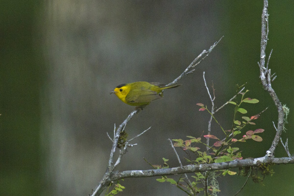 Wilson's Warbler - ML103018061