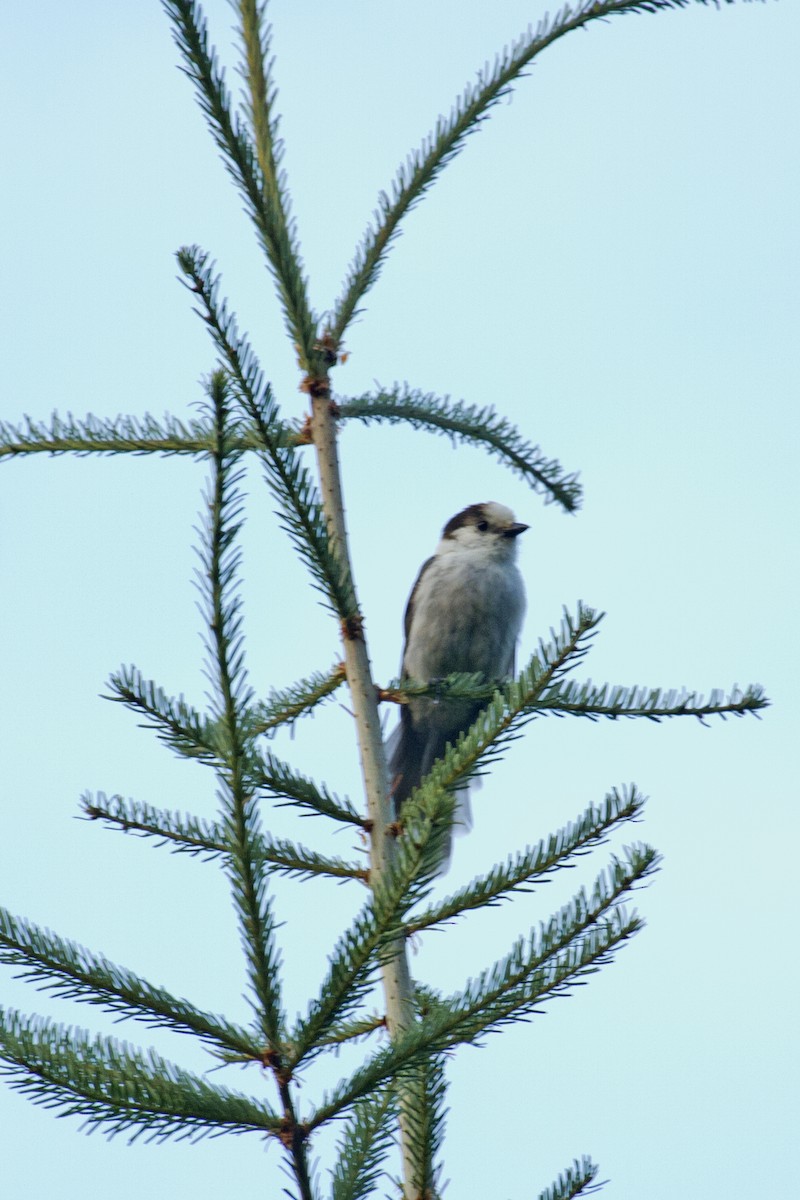 Canada Jay - Liam Wolff