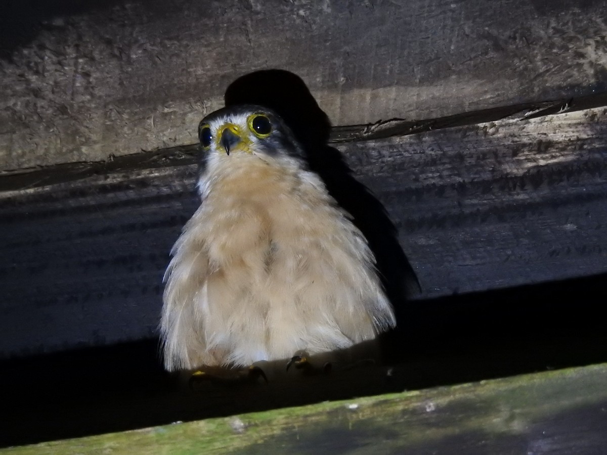 Seychelles Kestrel - ML103018181