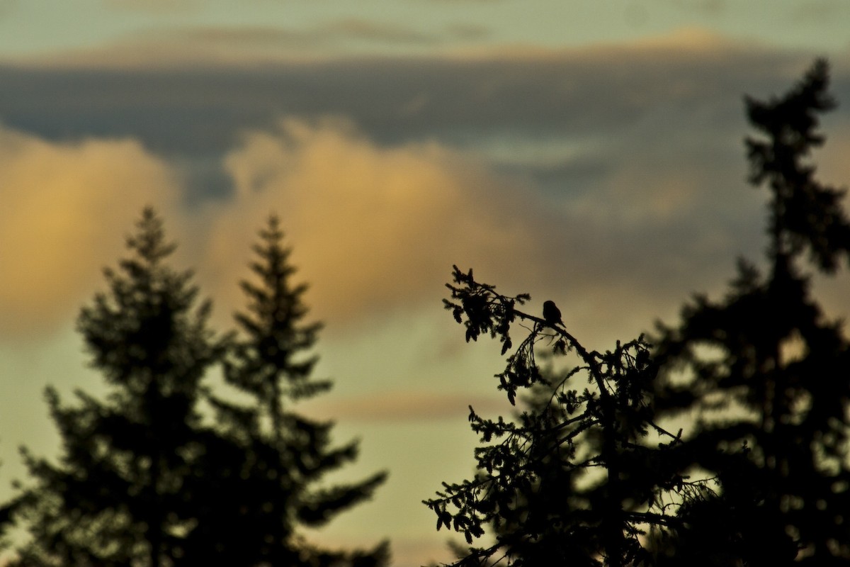 Northern Pygmy-Owl - ML103018191