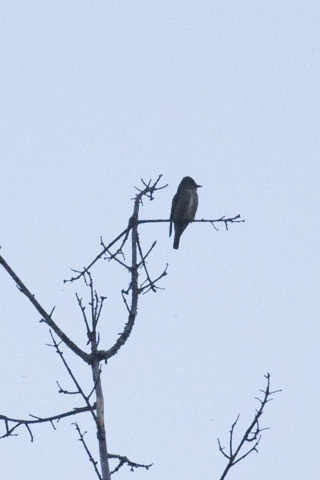 Olive-sided Flycatcher - ML103018341