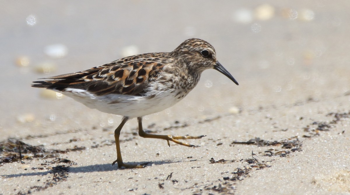 Least Sandpiper - ML103018641