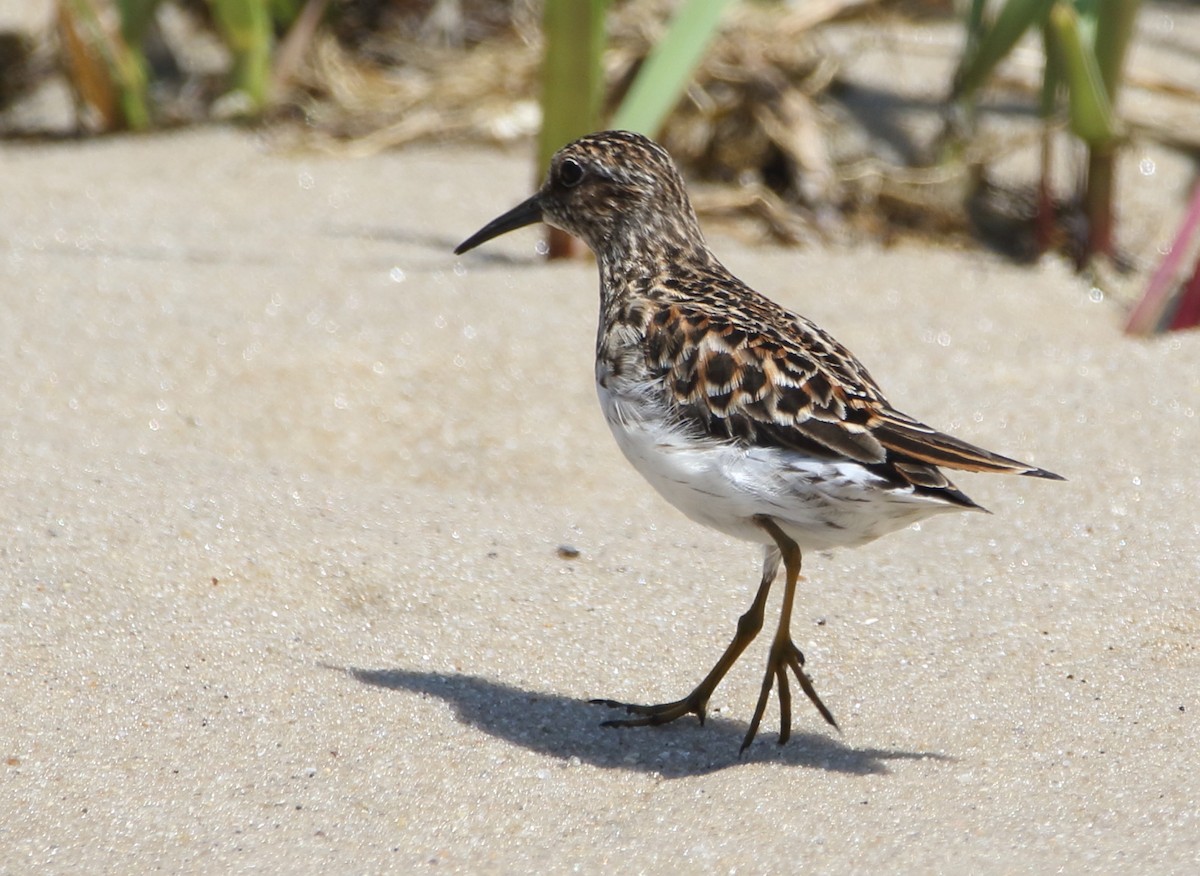 Least Sandpiper - Jeff Hullstrung