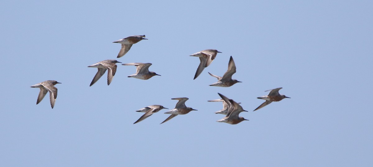 Red Knot - ML103018671