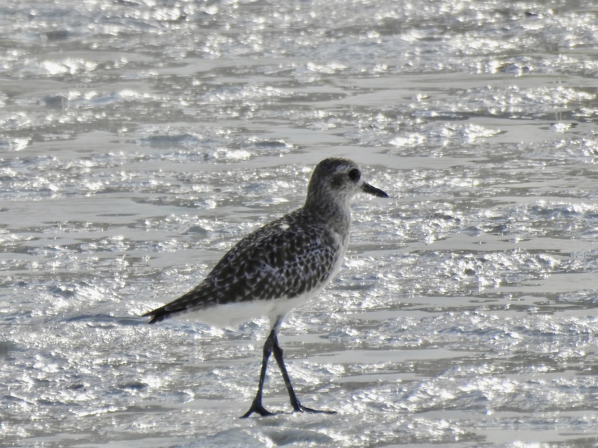 Pacific Golden-Plover - ML103019321