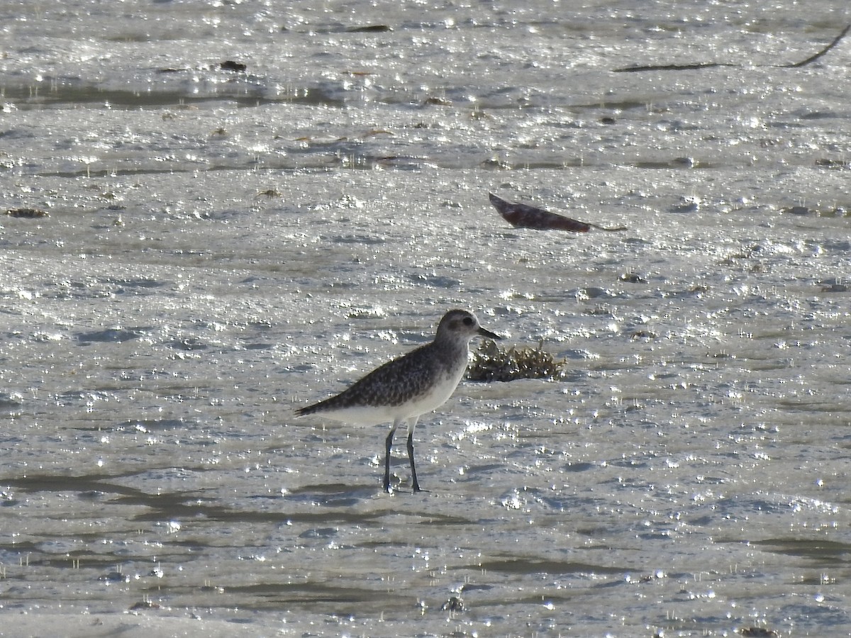 Pacific Golden-Plover - ML103019331