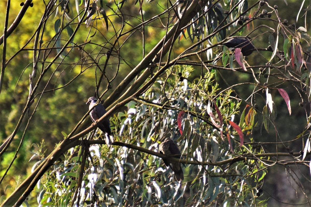 Band-tailed Pigeon - ML103021051