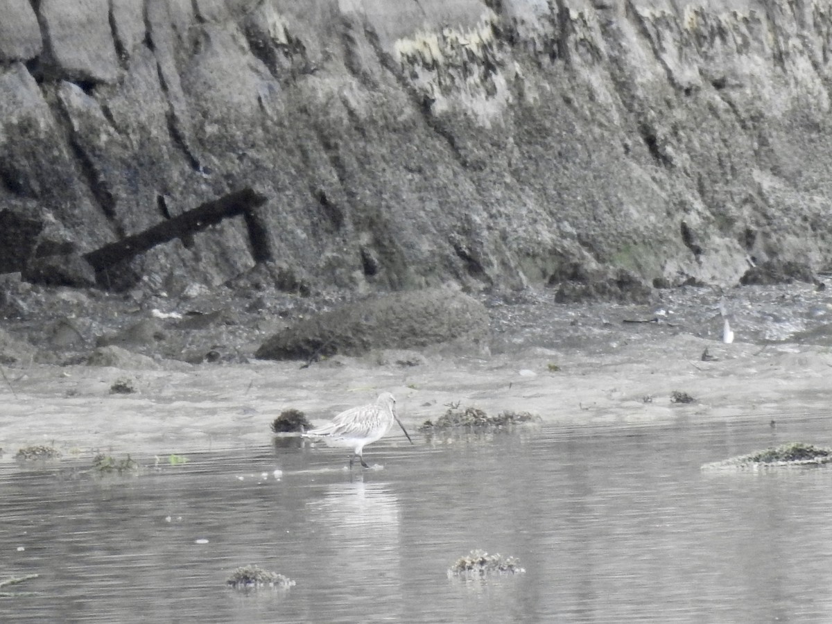 Bar-tailed Godwit - ML103021271