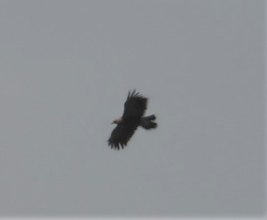 Lesser Spotted Eagle - Neil Wingert