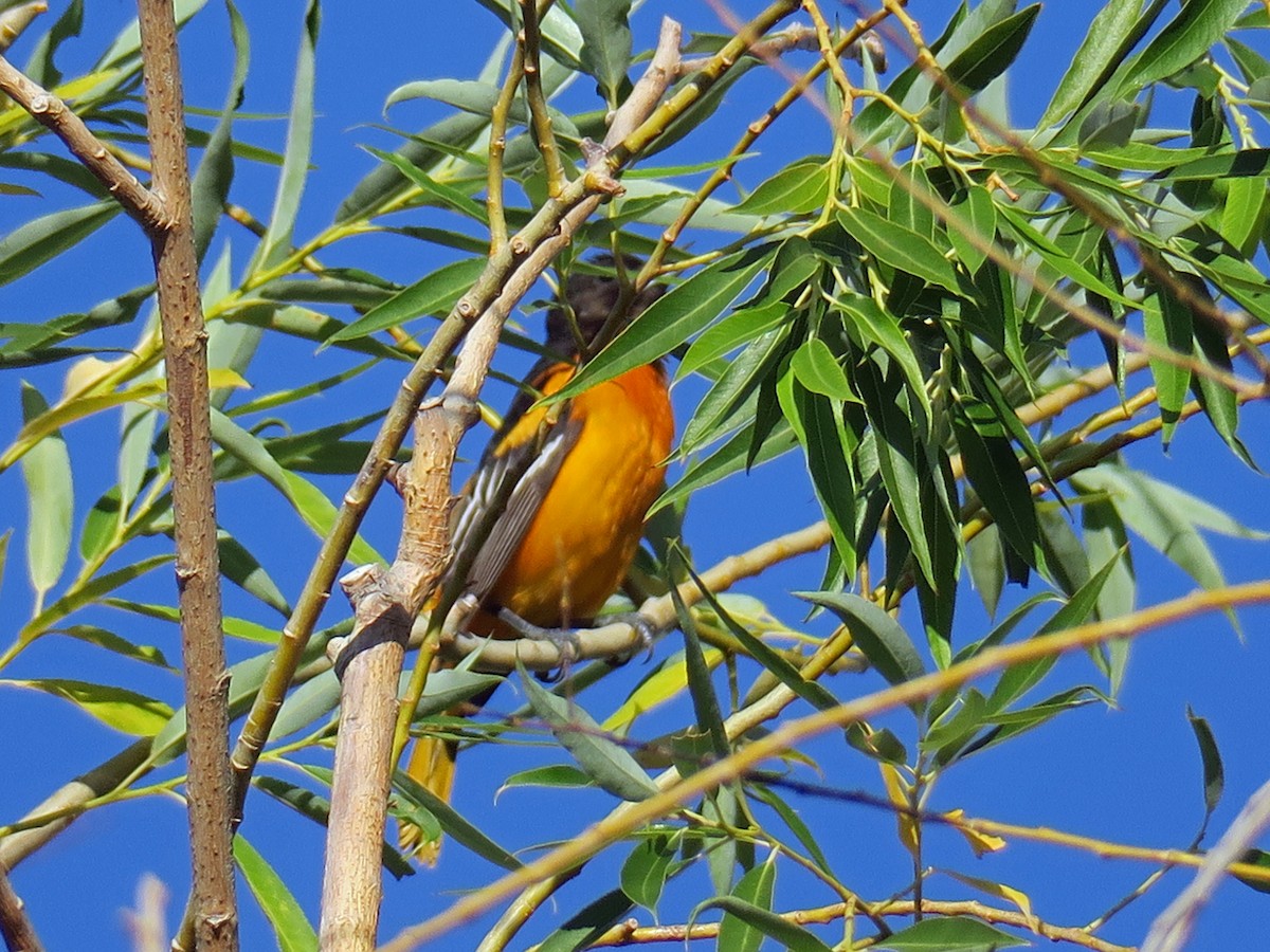 Baltimore Oriole - ML103024041