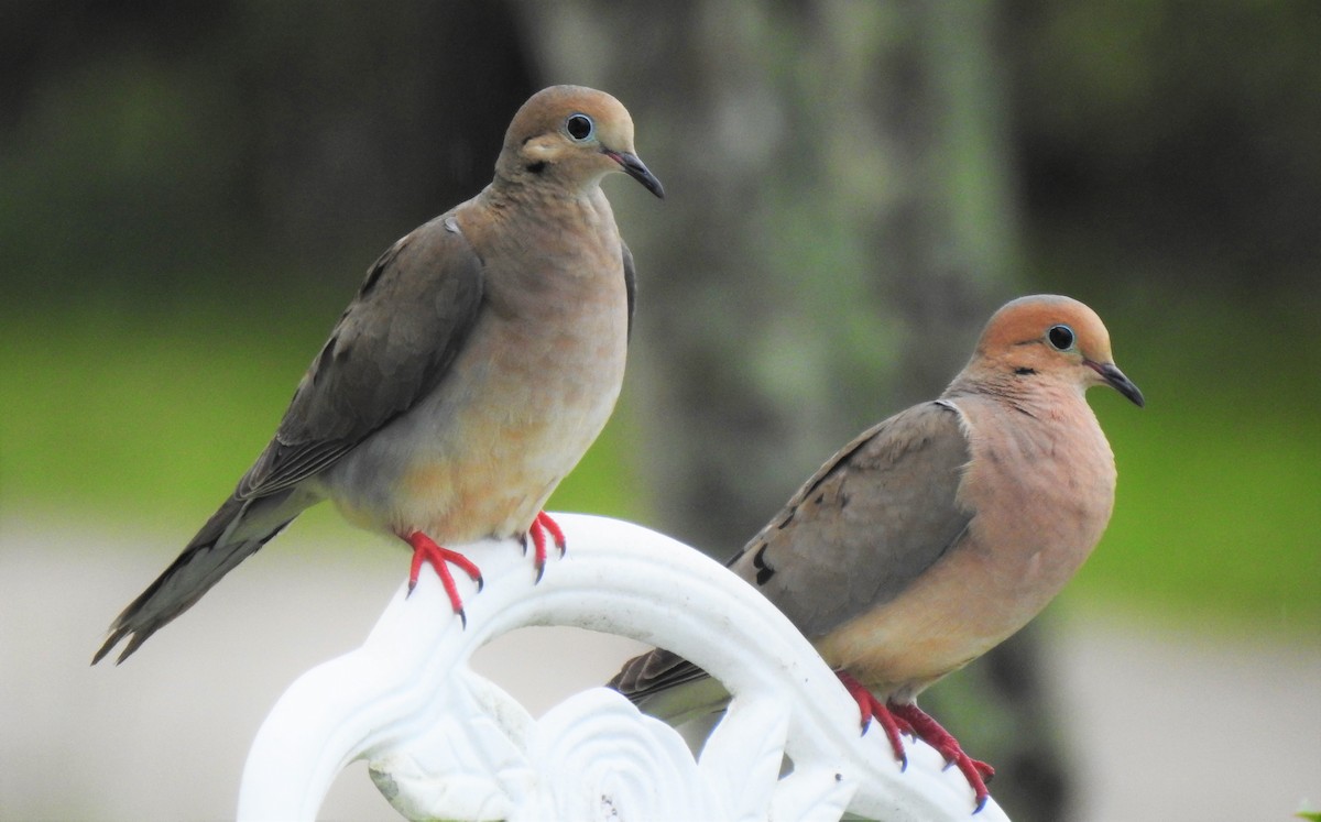 Mourning Dove - David True