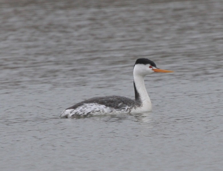 Clark's Grebe - ML103025501