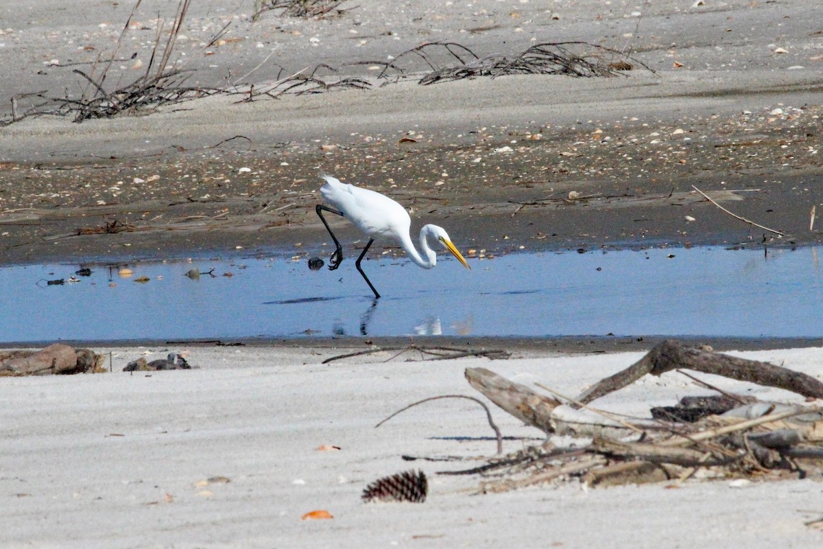 Great Egret - Robert Wheat