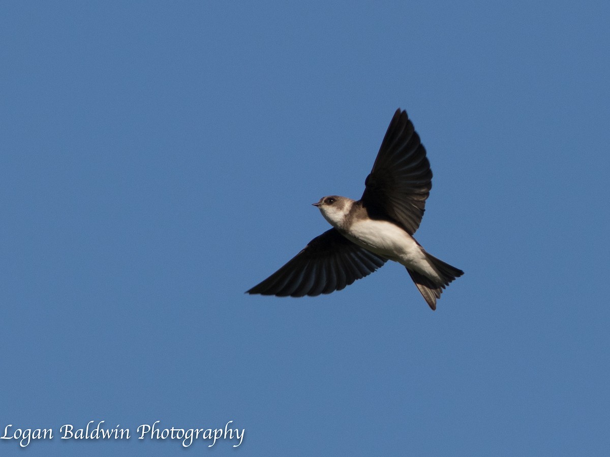 Bank Swallow - ML103031511